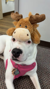 Blicky the office dog